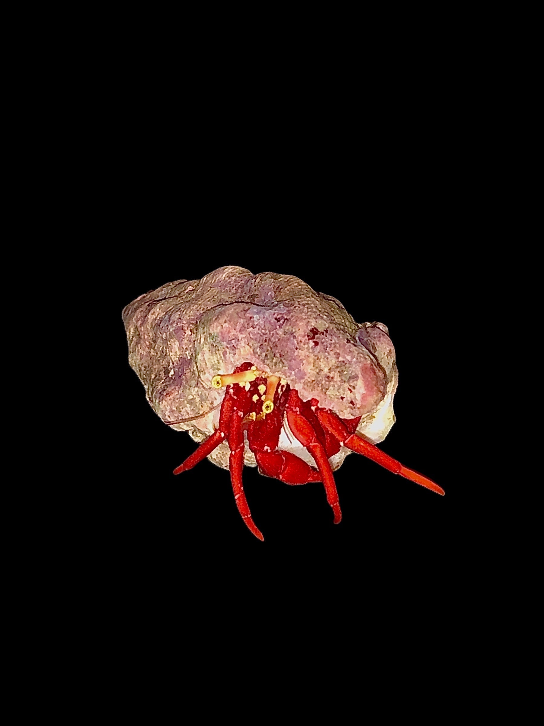 CYBER MONDAY SPECIAL-Scarlet Hermit Crab