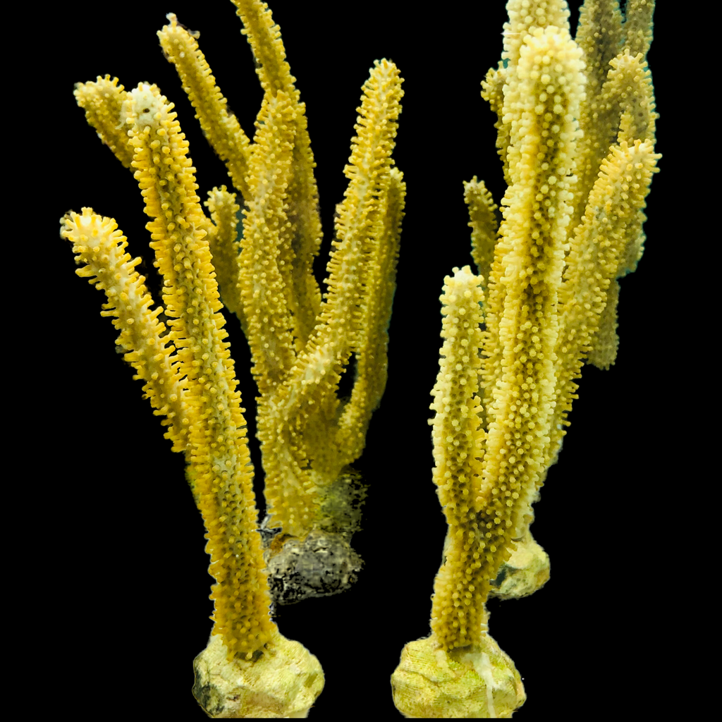 Porous Lime Sea Rod Gorgonian-Photosynthetic