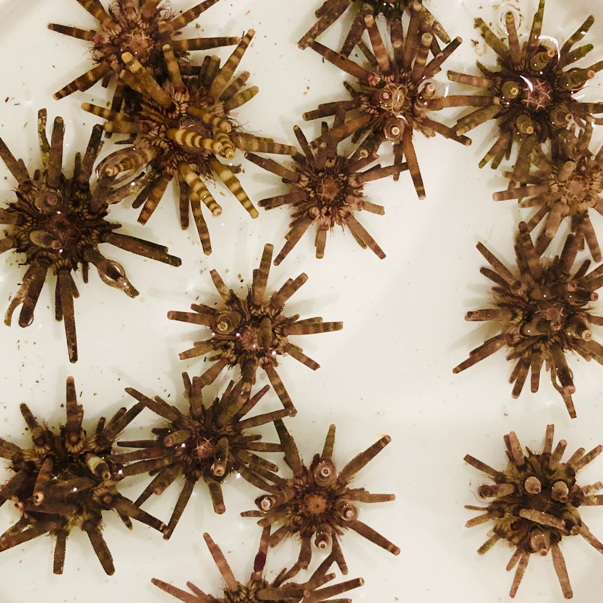 Pencil Urchin-(Amazing Algae Eaters) – Alyssa's Seahorse Savvy
