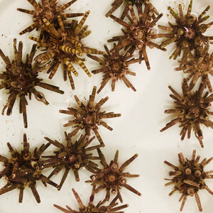 Pencil Urchin-Small (Amazing Algae Eaters)
