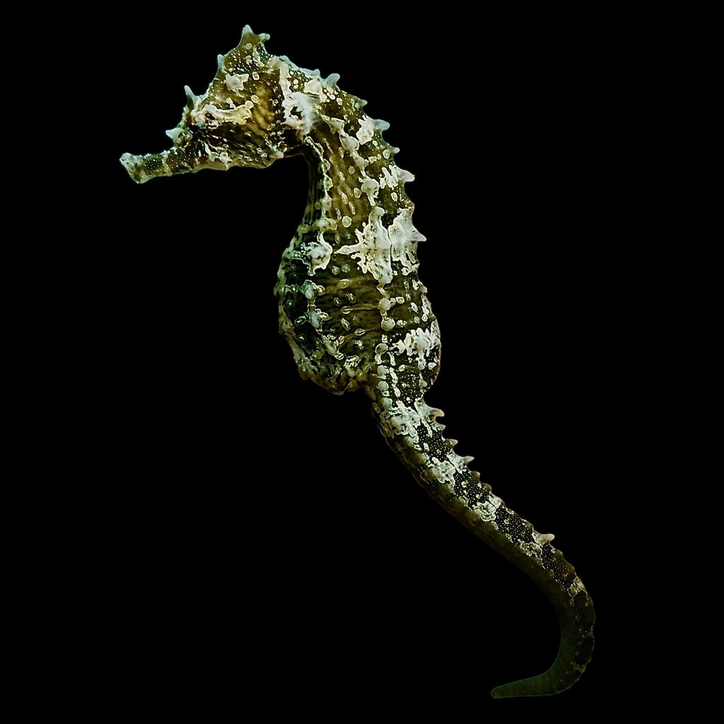 Captive Bred SUPER Saddled Hippocampus Erectus Seahorse-Single Juvenile
