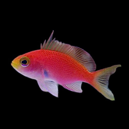 Randall's Anthias