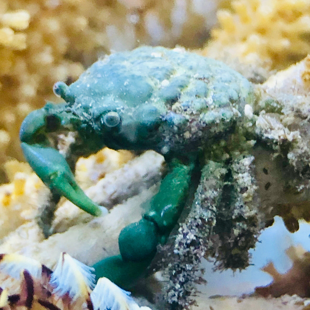 CYBER MONDAY SPECIAL-Emerald Crab