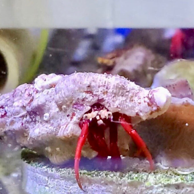 SPECIAL-6 Pack Scarlet Hermit Crab-Very Pretty (Popular)