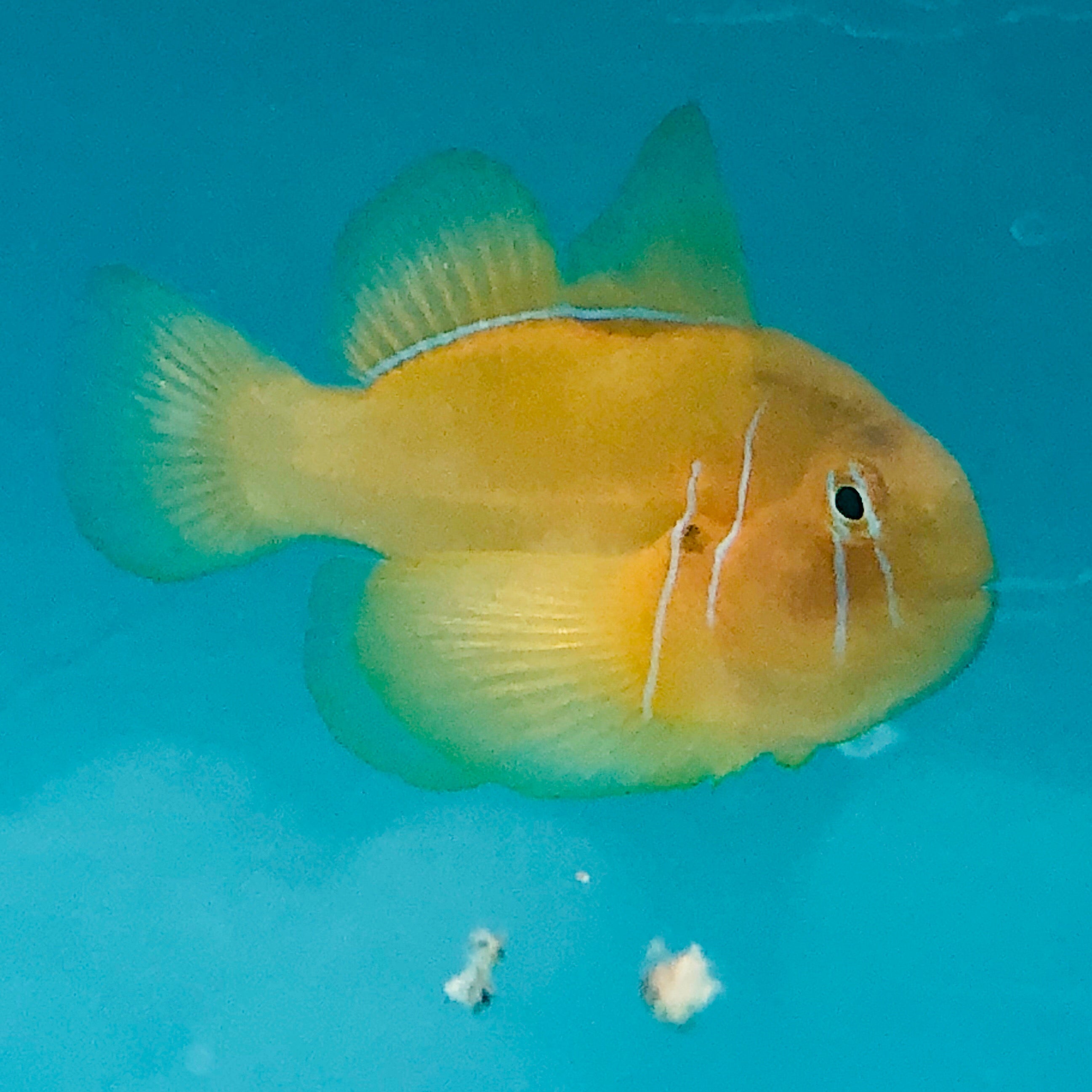 Aquarium Conditioned-Tongan Citron Goby (Large Size)