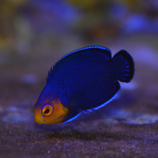 Pygmy angelfish hot sale care