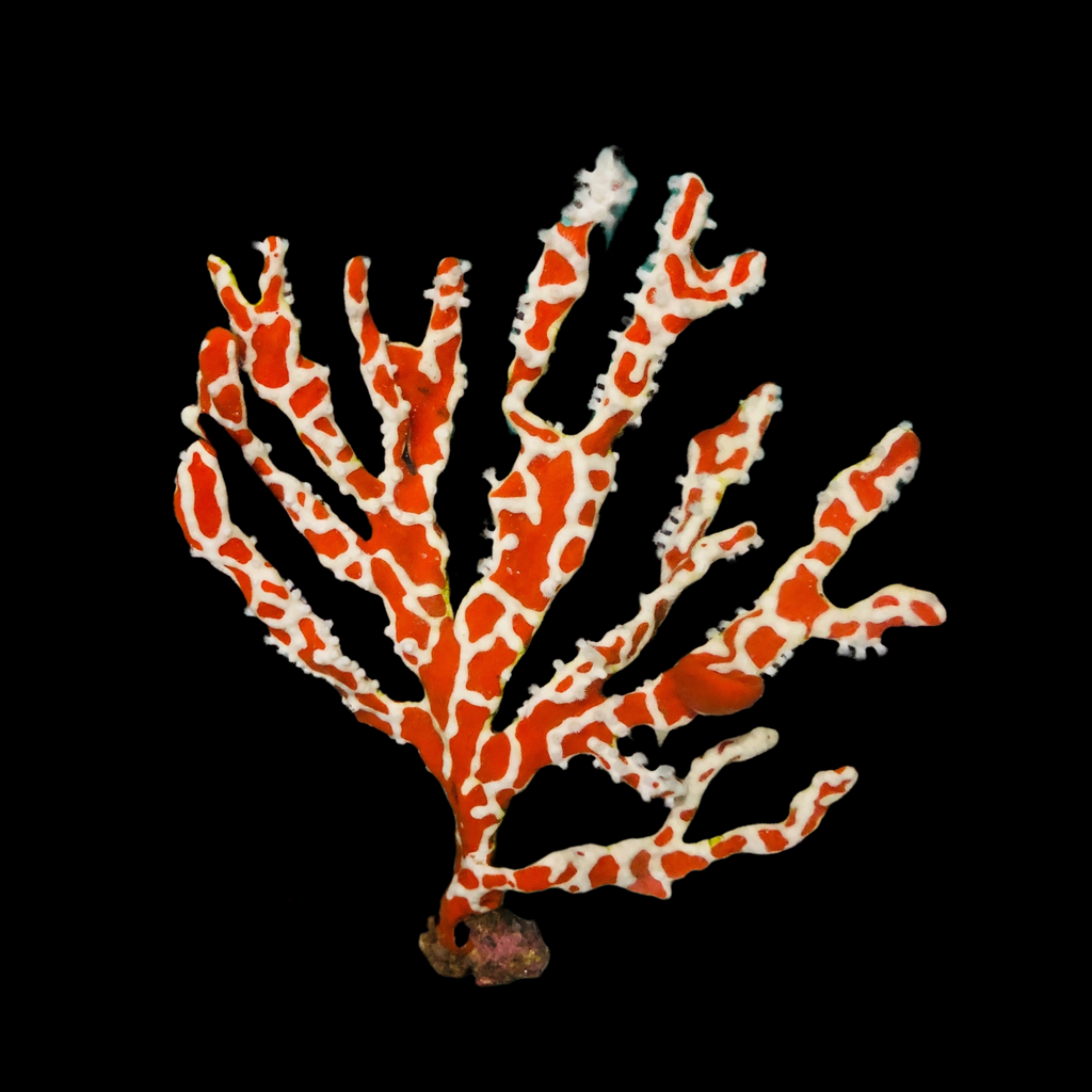 Australian Spider Tree Sponge