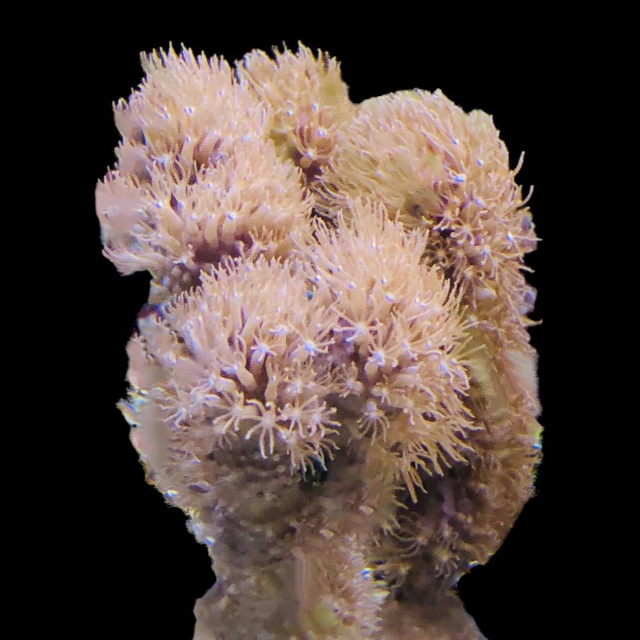 Corky Sea Finger Gorgonian-Photosynthetic