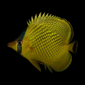 Aquarium Conditioned-Latticed Butterflyfish