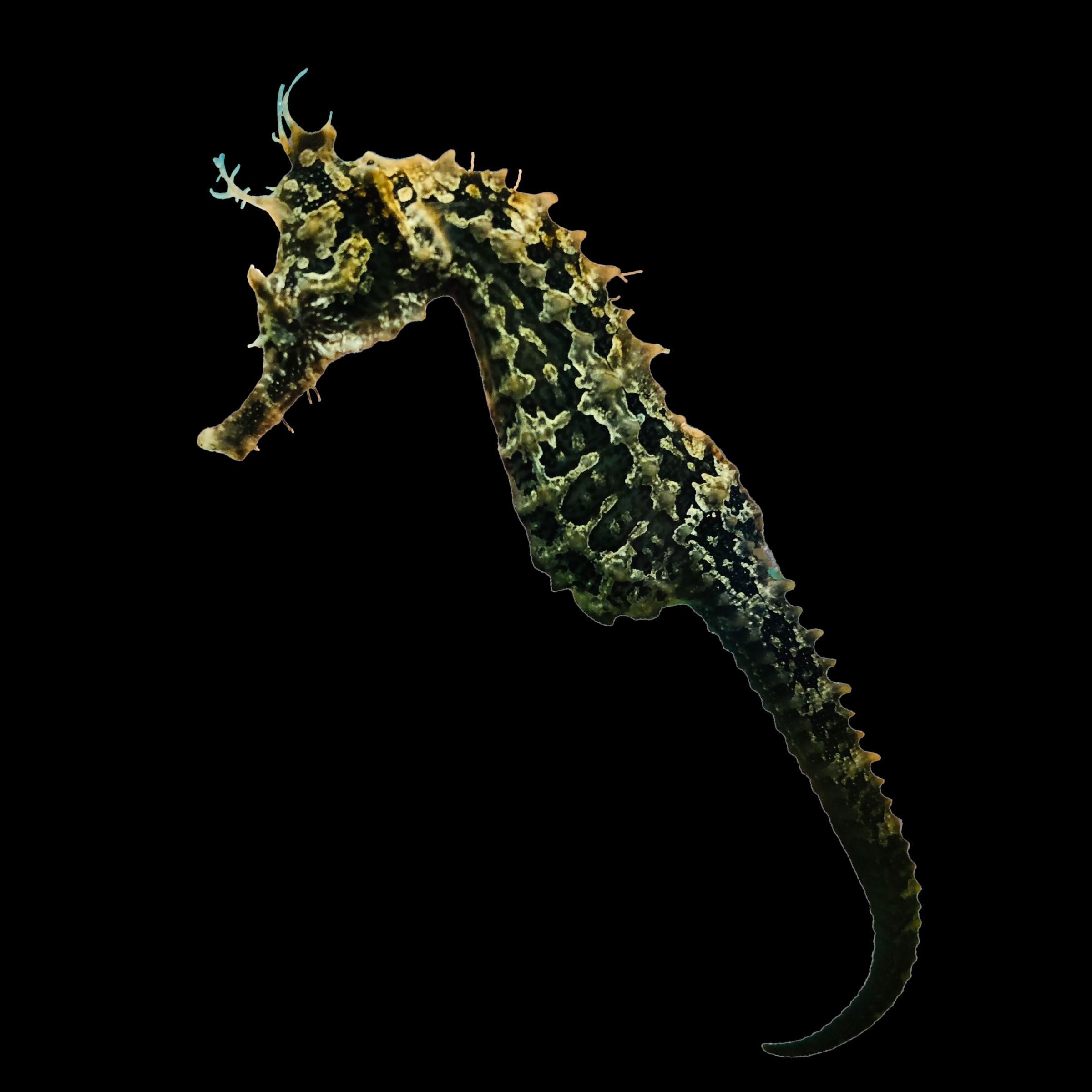 Captive Bred SUPER Saddled Hippocampus Erectus Seahorse-Single Juvenile