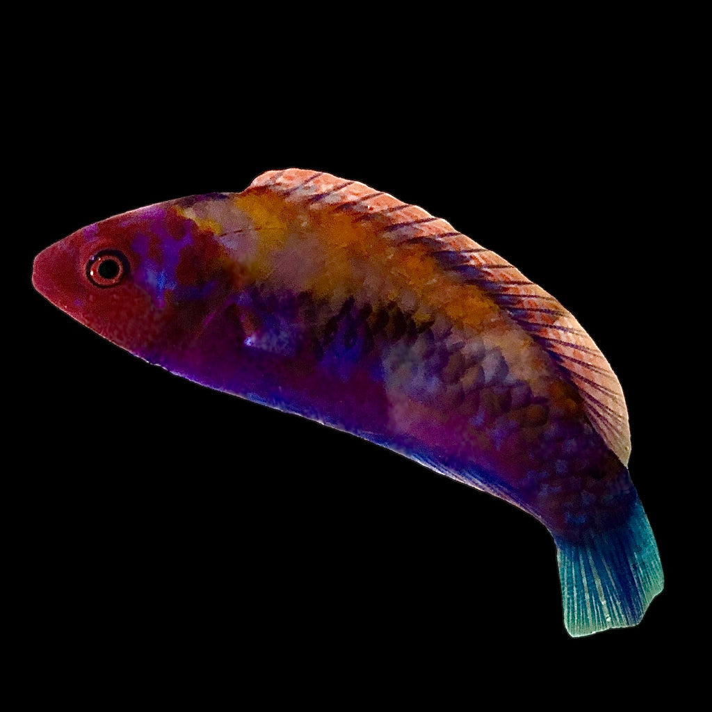 Aquarium Conditioned-Orange Back Fairy Wrasse