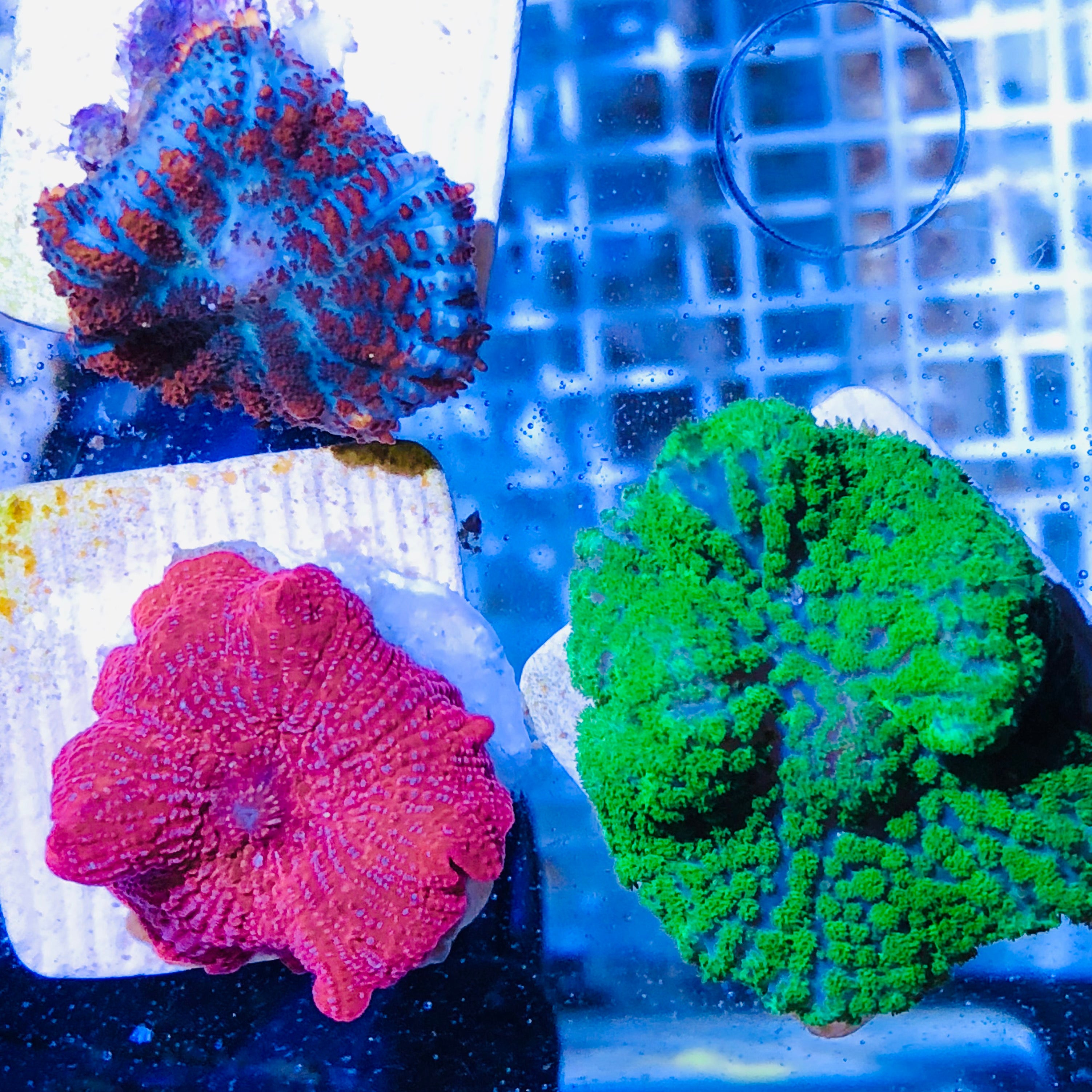Assorted Mushroom Coral