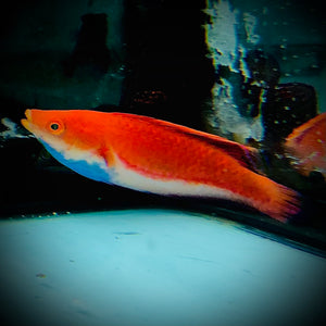 Aquarium Conditioned-Blue Throat Wrasse Male