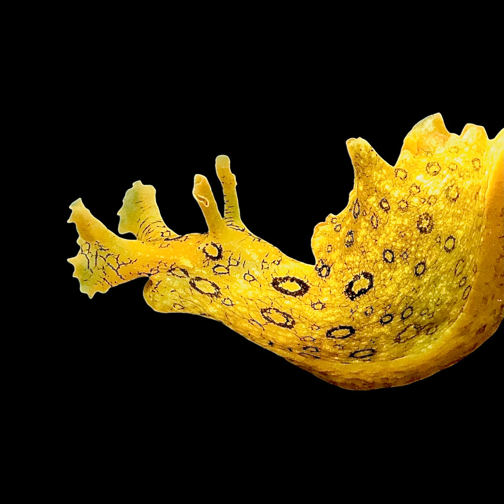 SPECIAL Spotted Sea Hare-Great Algae Eaters