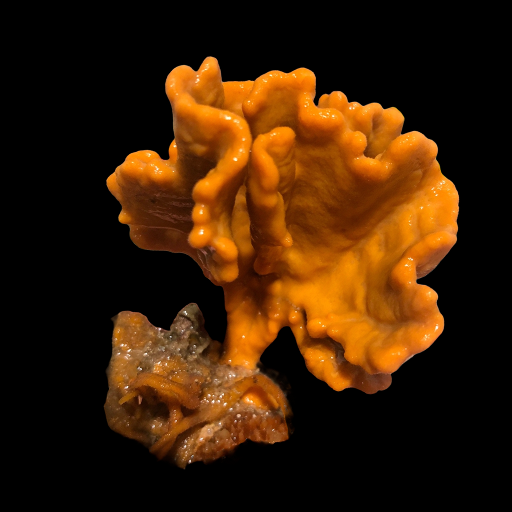 SPECIAL-Orange Ruffle Sponge