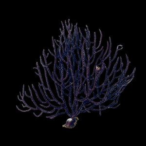 CYBER MONDAY SPECIAL-Purple Red Sea Fan