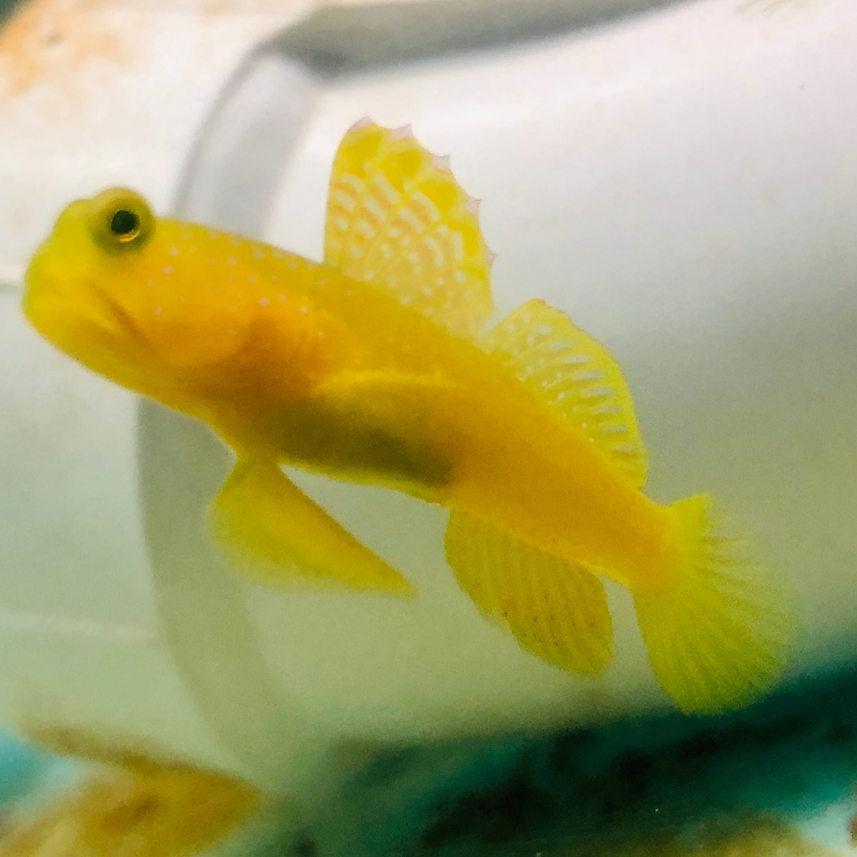 Aquarium Conditioned-Yellow Watchman Goby