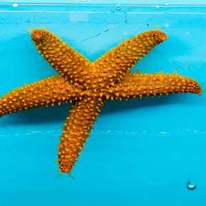 Red Orange Spiny Starfish (NICE)-Reef Safe