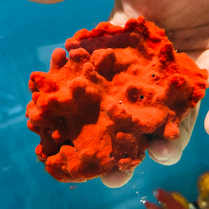 Red Knob Encrusting Sponge