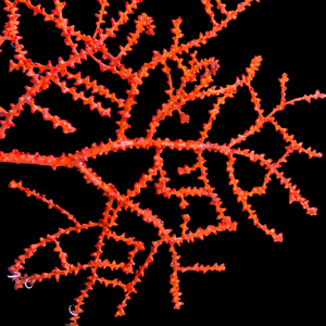 Bright Orange Swiftia Deepwater Gorgonian