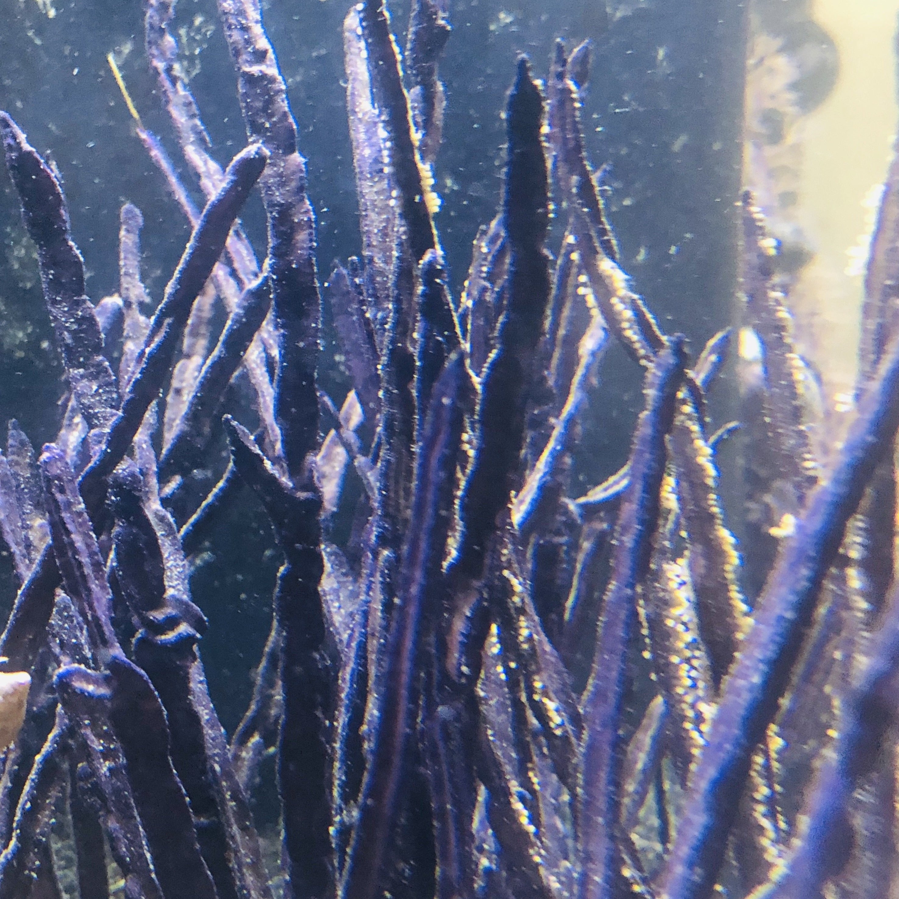 Purple Ribbon Gorgonian-Photosynthetic