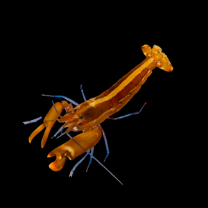 Orange Pistol Shrimp-Great Sand Sifters (Popular)