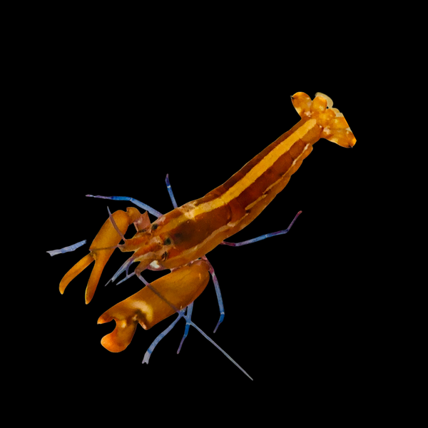 Caribbean Orange Blue Leg Pistol Shrimp-Great Sand Sifters