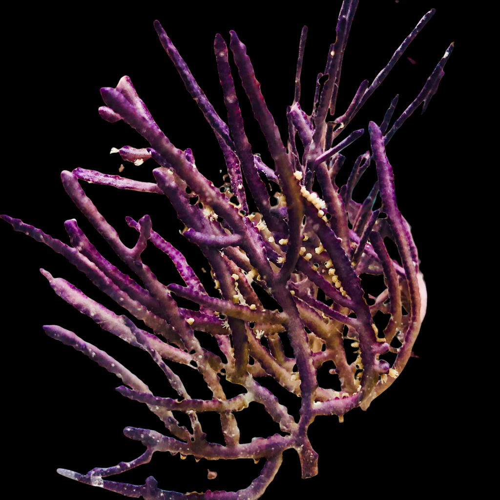 Purple Lace Gorgonian-Photosynthetic
