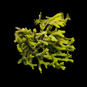 Green Codium Macroalgae