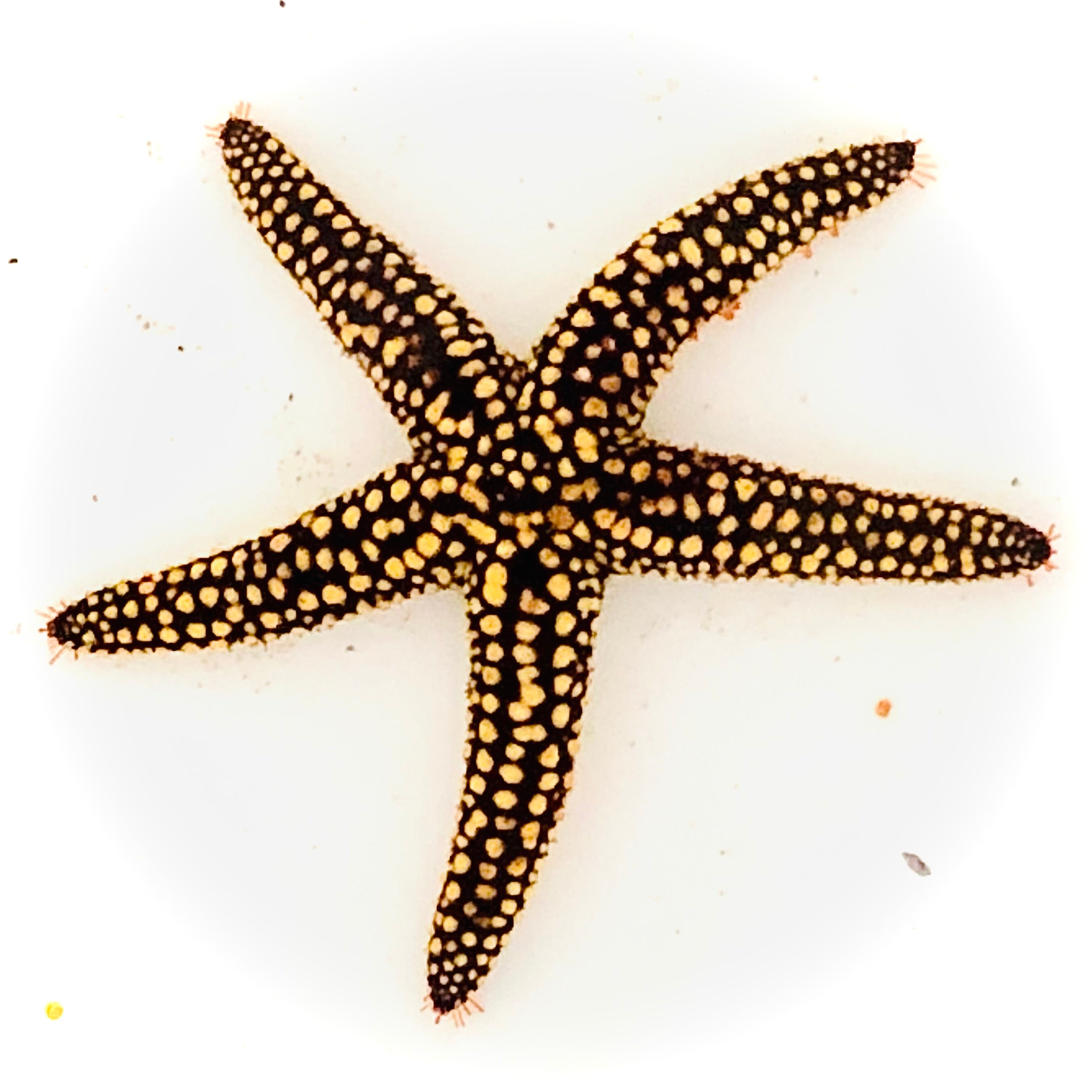 Creature Cups Starfish – Wild Ocean Direct
