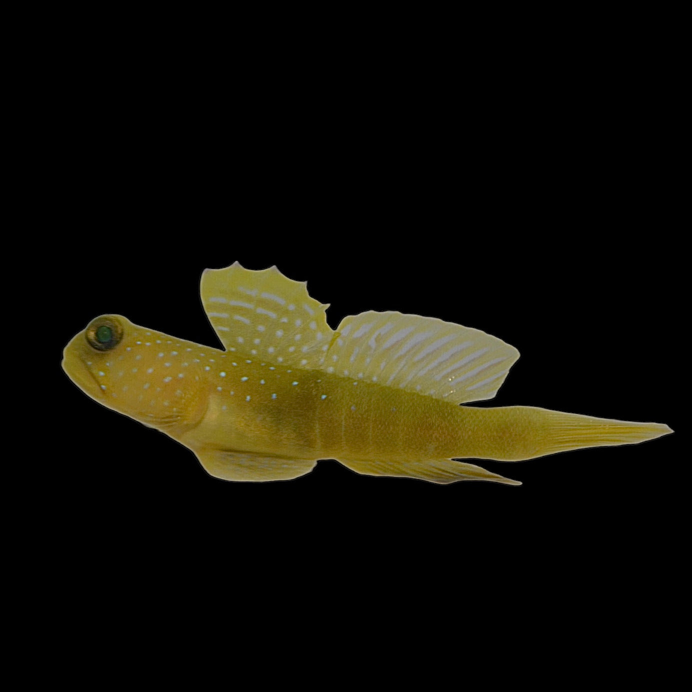 Aquarium Conditioned-Yellow Watchman Goby Pair