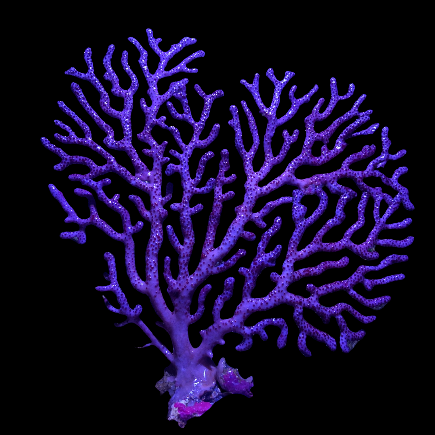 Purple Anthogorgia Gorgonian