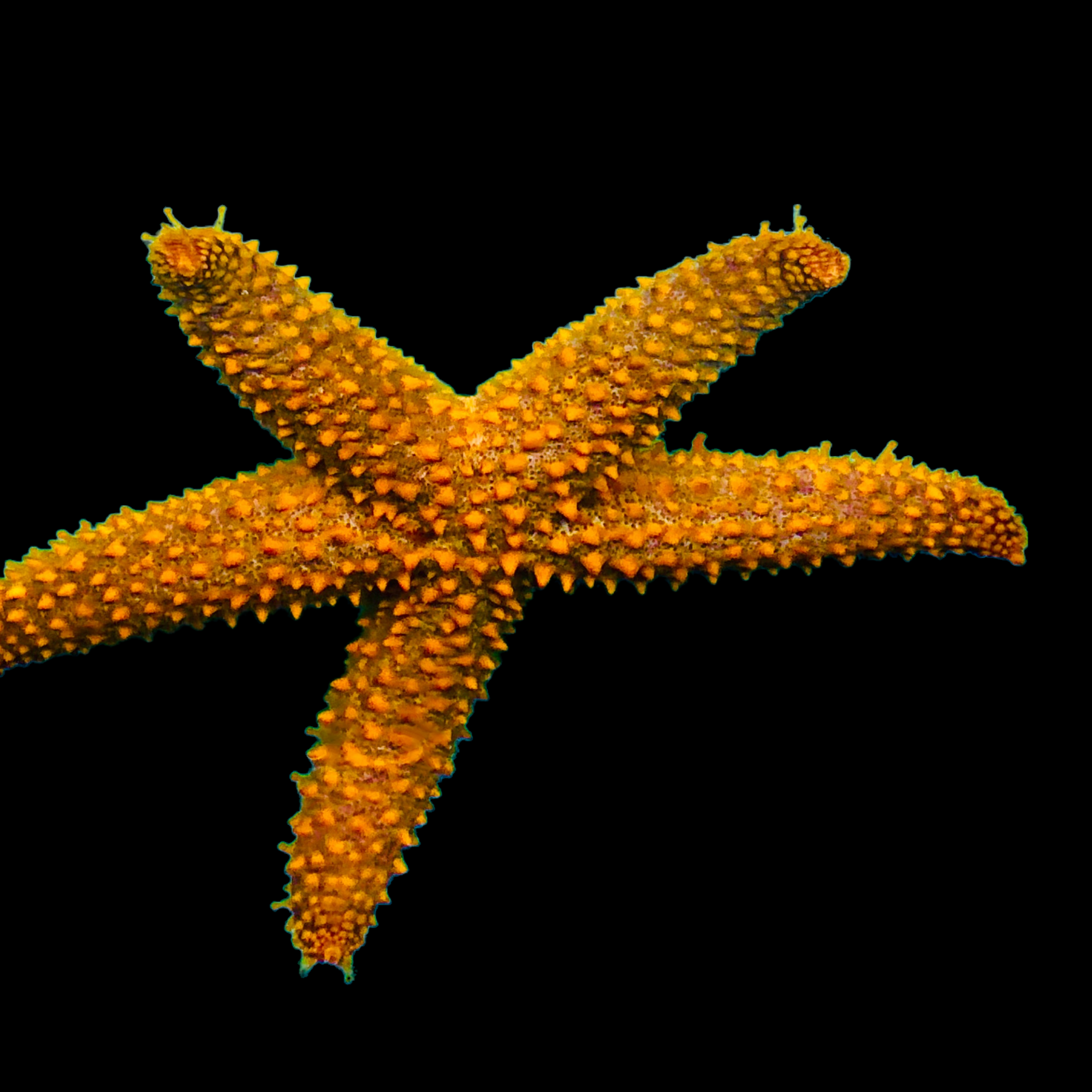 Red Orange Spiny Starfish (NICE)-Reef Safe