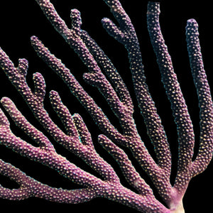Purple Candelabra Gorgonian-Photosynthetic
