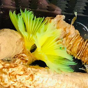 Neon Yellow Feather Duster
