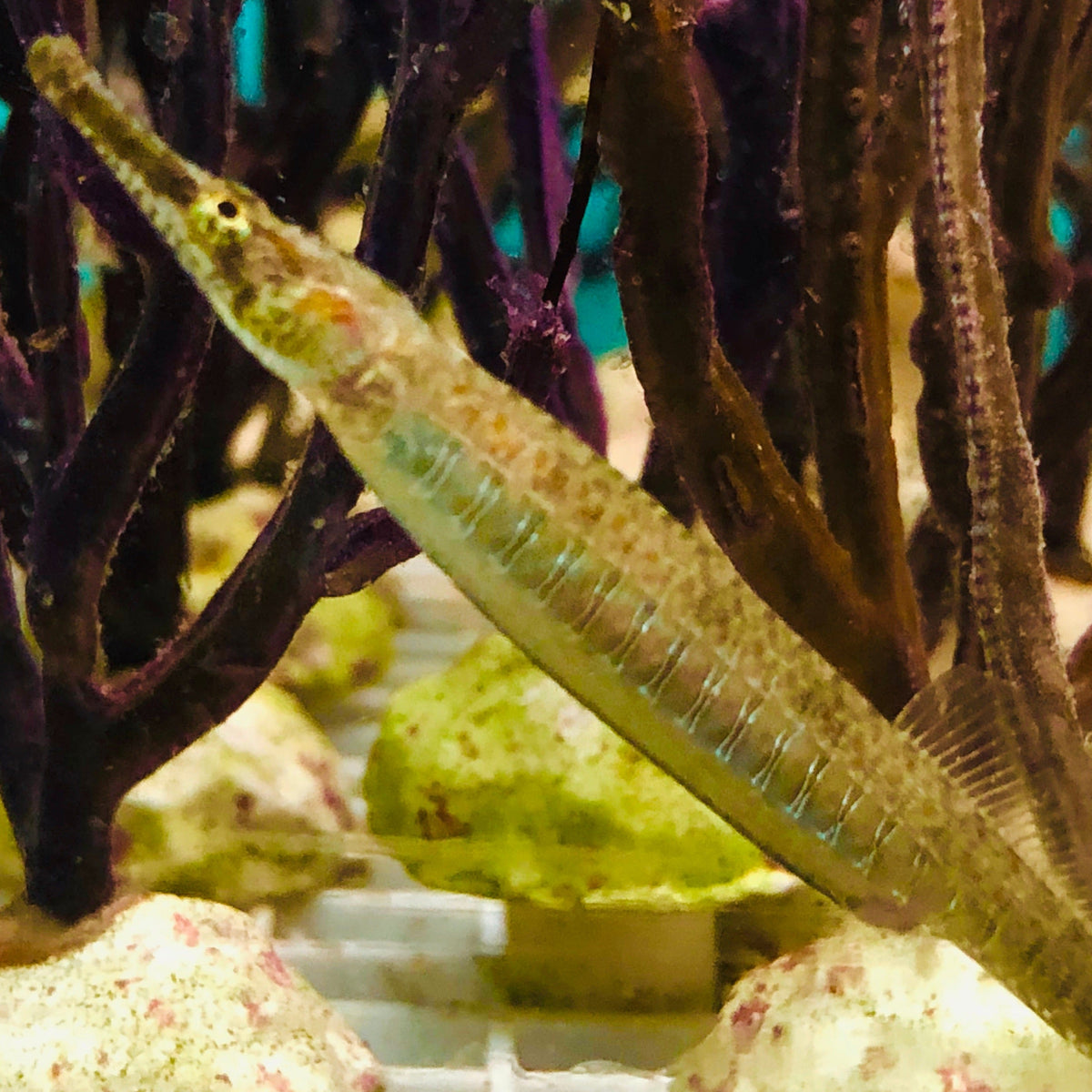 Aquarium Conditioned-Florida Gulf Pipefish-Pair – Alyssa's Seahorse Savvy
