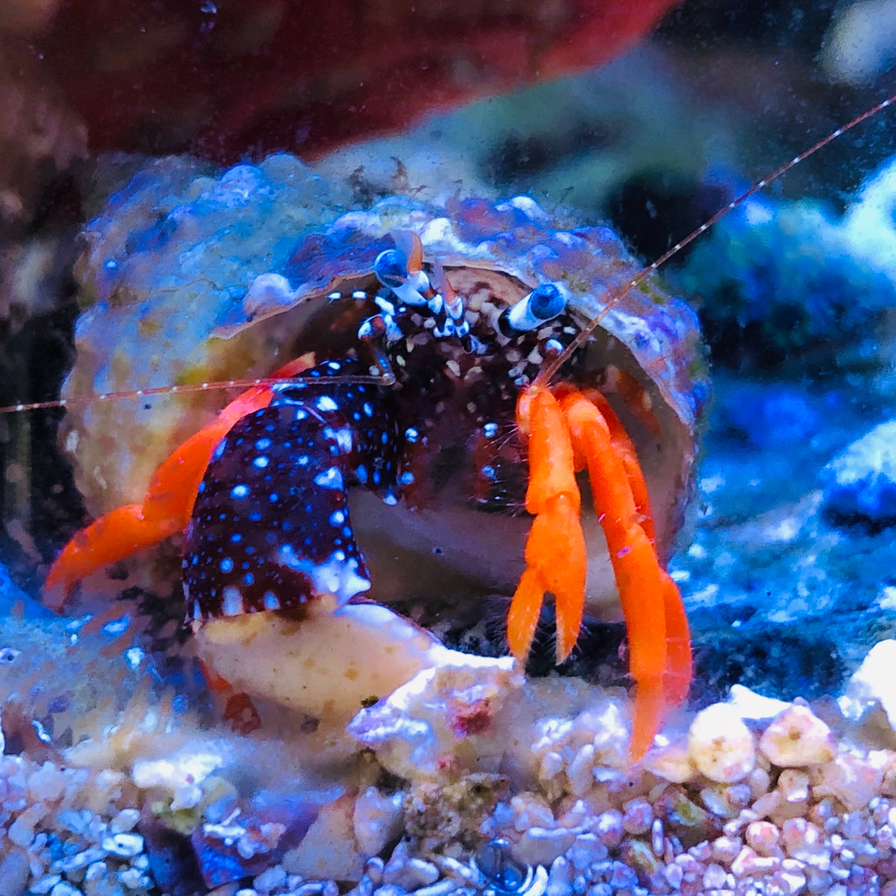 Polka Dot Hermit Crab