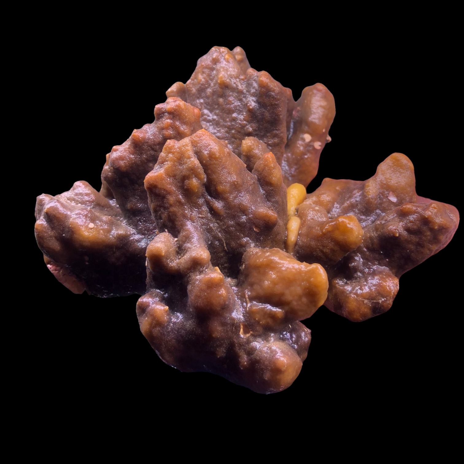 WYSIWYG-Large Black Tunicate Colony