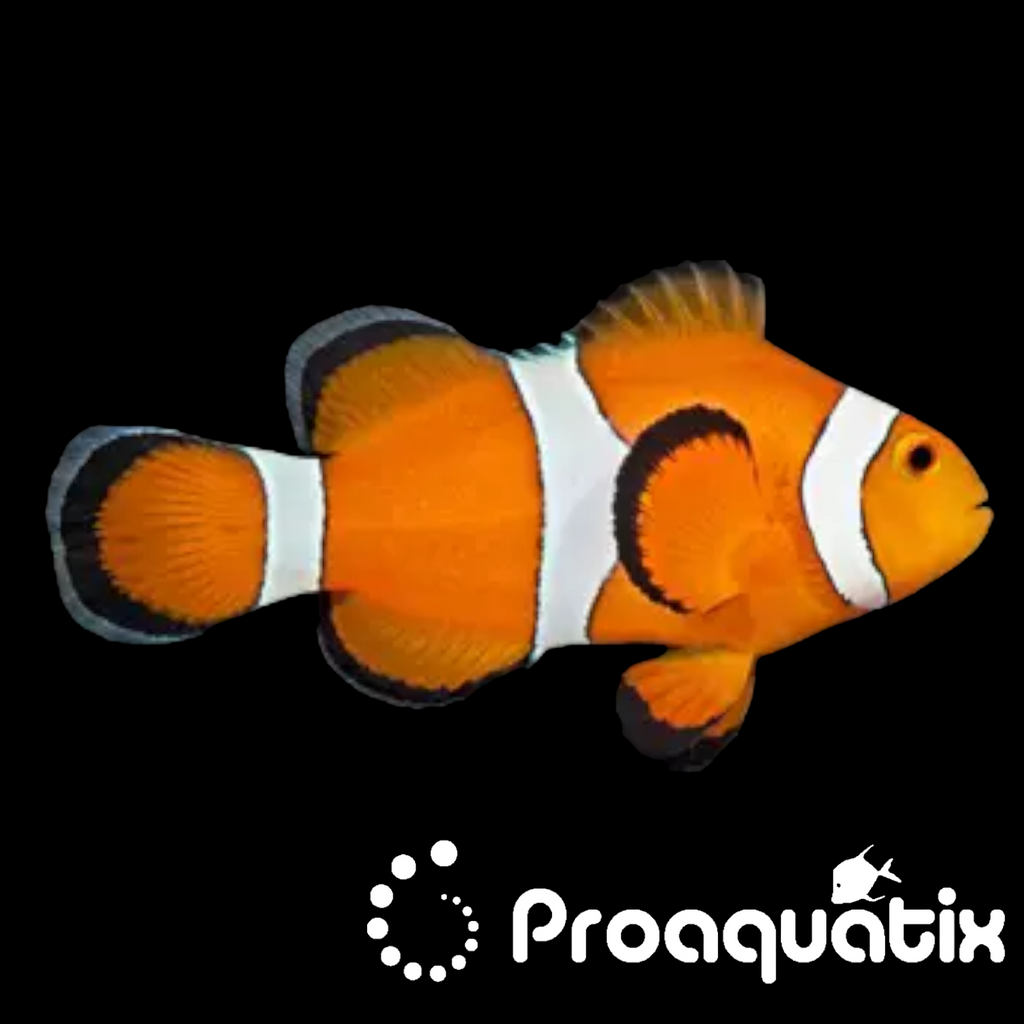 Ocellaris Clownfish (Proaquatix)