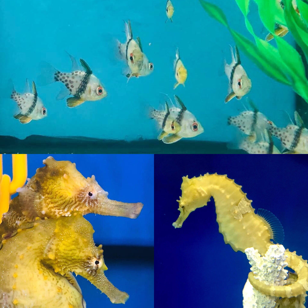 Trio of Captive Bred Pajama Cardinal Fish and a pair of Saddled Erectus Seahorse