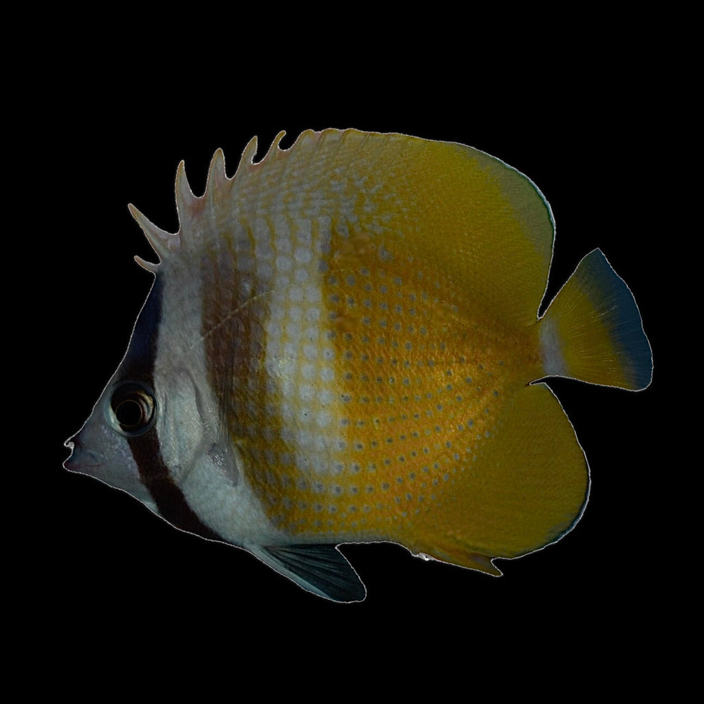 Aquarium Conditioned-Klein's Butterflyfish (Small Size)