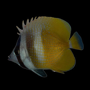 Aquarium Conditioned-Klein's Butterflyfish (Small Size)