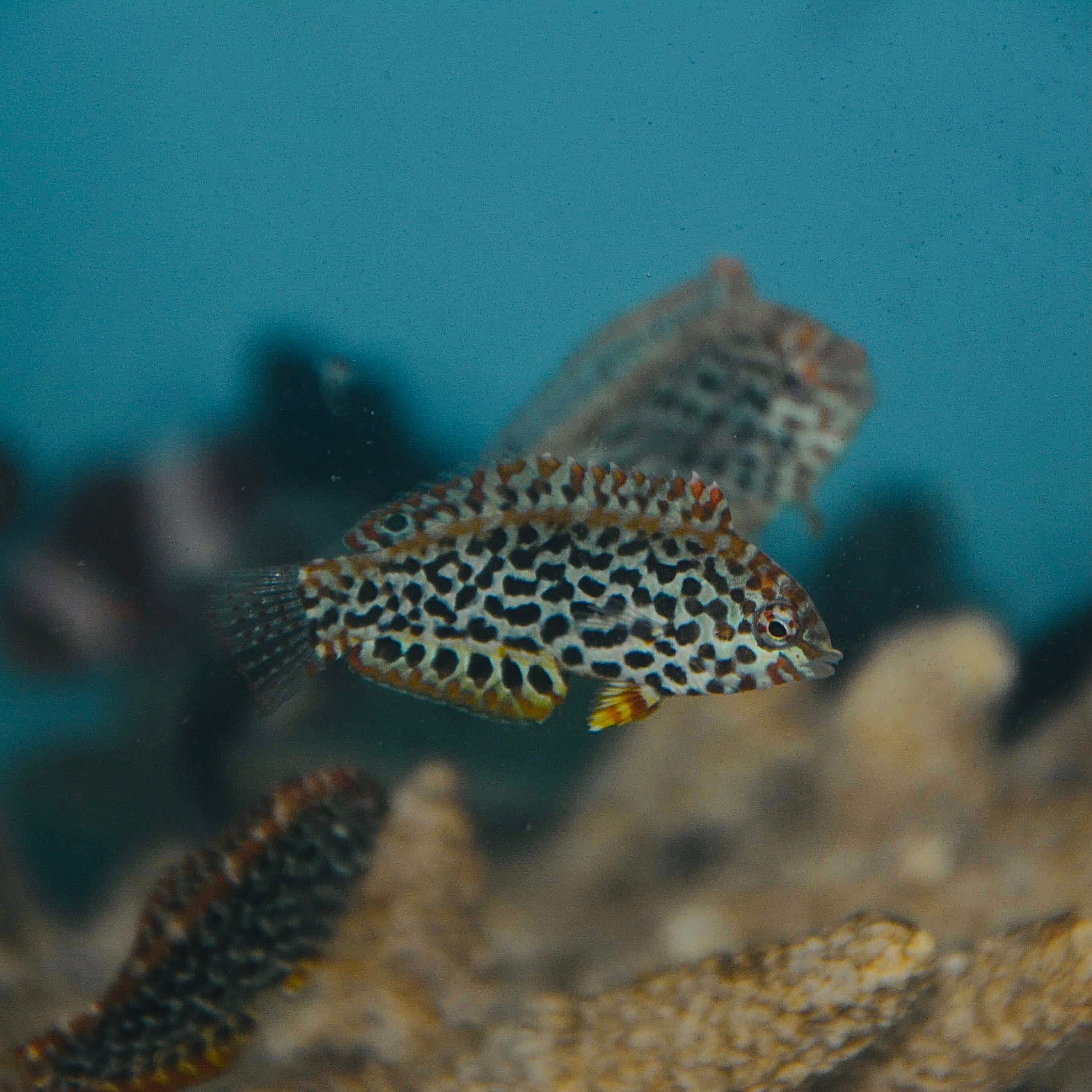 NEW ARRIVAL Aquarium Conditioned-Leopard Wrasse