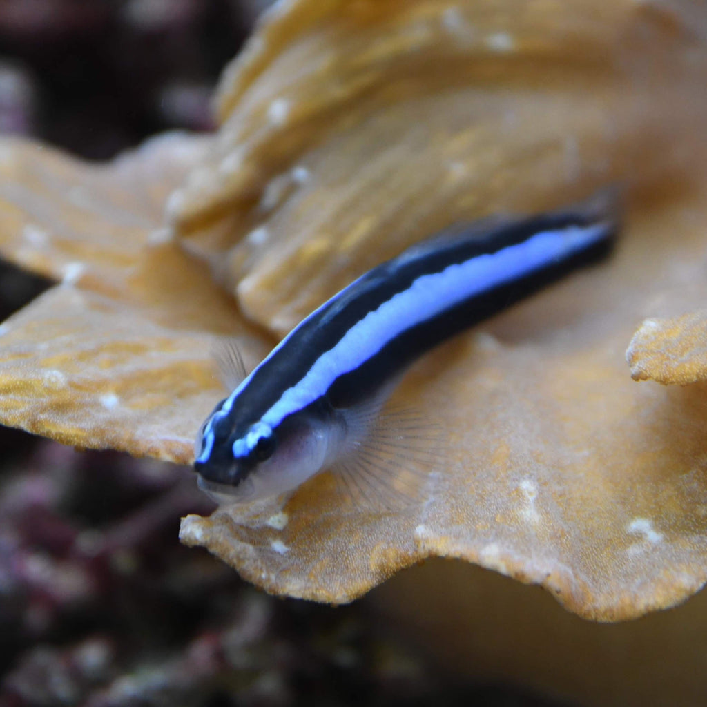 Captive Bred-Neon Goby