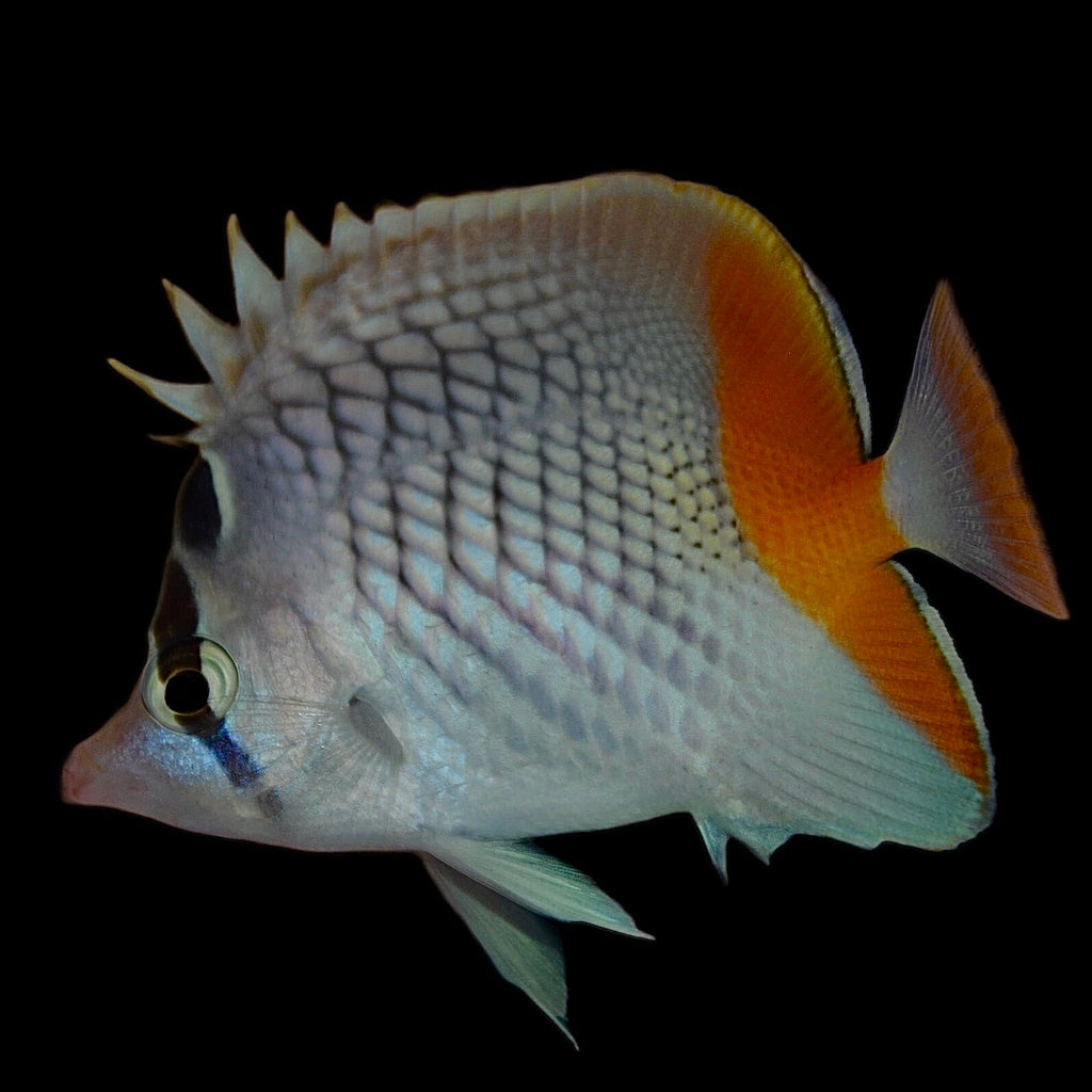 Aquarium Conditioned-Pearlscale Butterflyfish