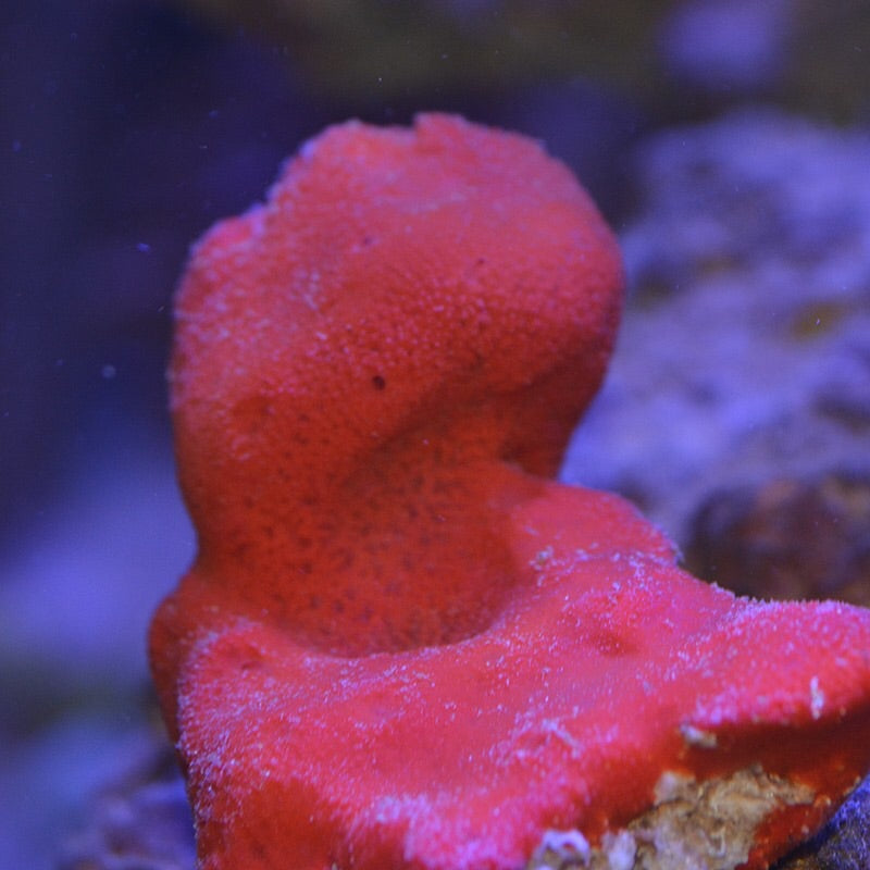 Bright Red Encrusting Ball Sponge