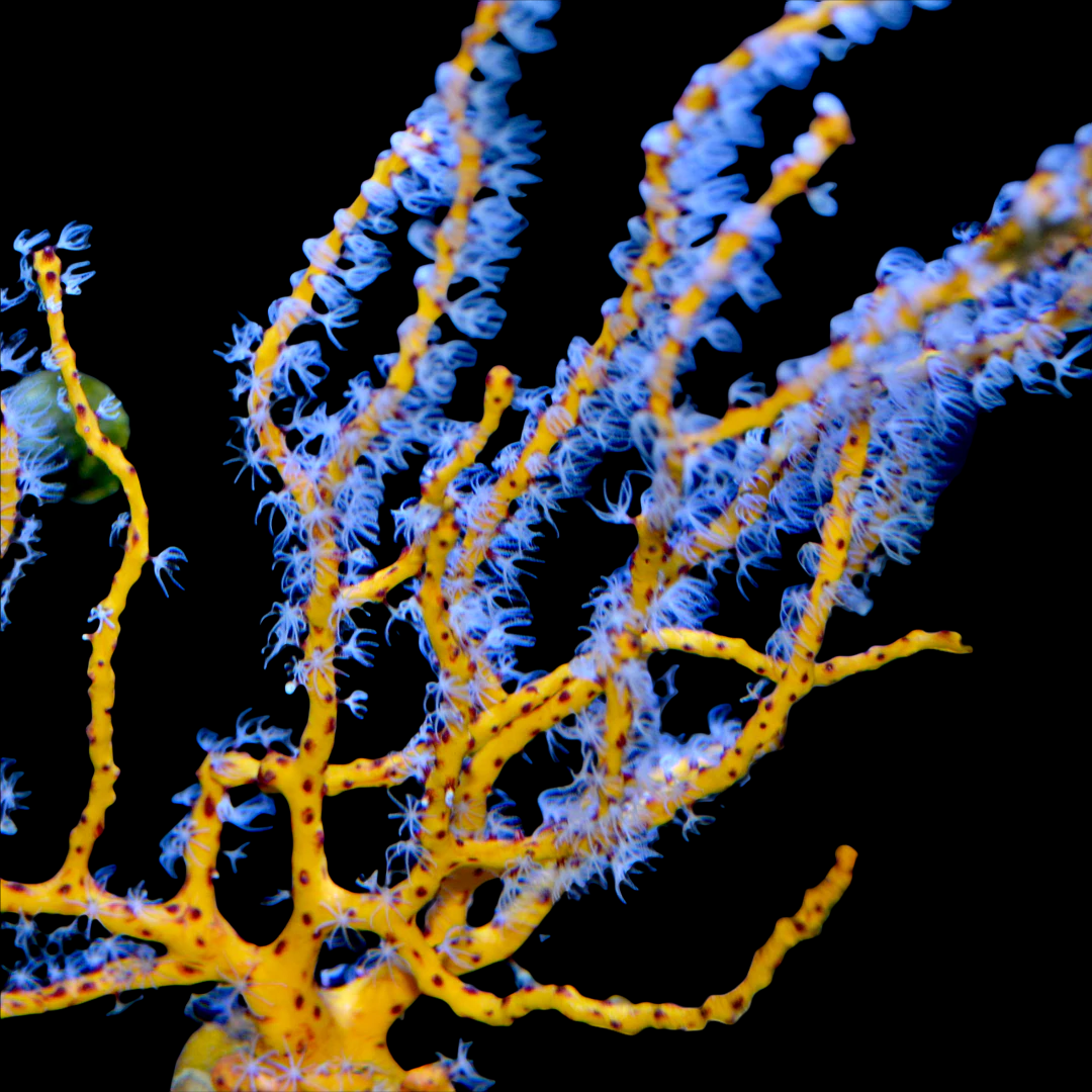 CYBER MONDAY SPECIAL-Yellow Finger Gorgonian
