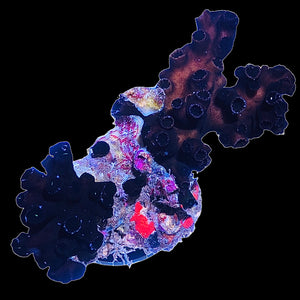 WYSIWYG Australian Black Sun Coral -Tubastrea sp (Colony)
