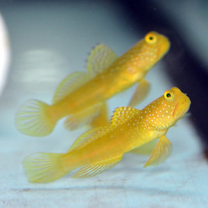 Aquarium Conditioned-Yellow Watchman Goby Pair