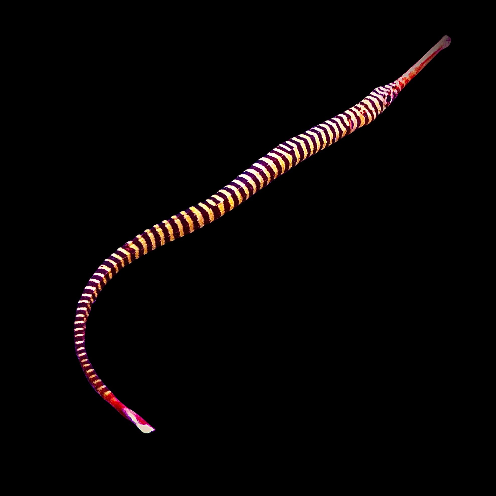 SPECIAL-Aquarium Conditioned-Many Banded Pipefish